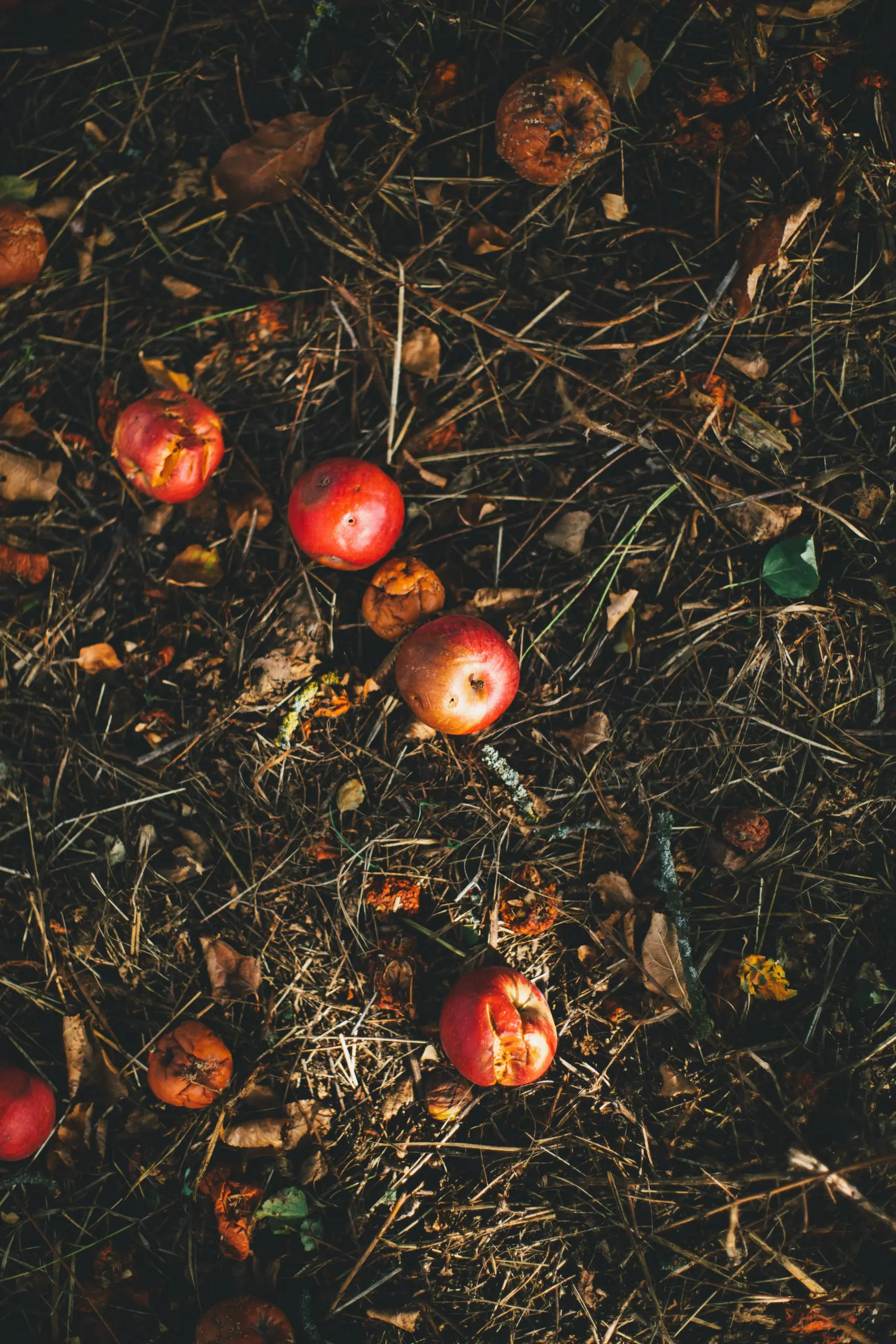 Mehr über den Artikel erfahren Kompost im Garten – natürlich düngen, Boden verbessern